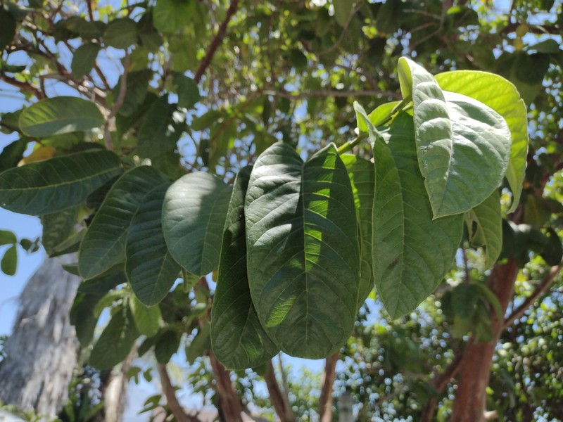 Pk of 40 fresh picked Guava Leaves for teas & infusion! FLAT SHIPPING READ