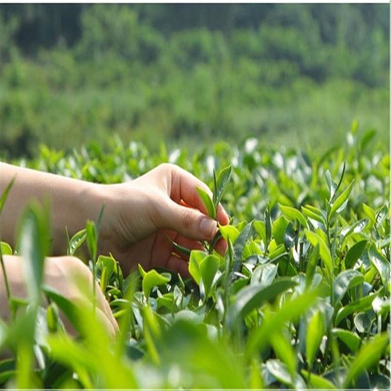 West Lake Longjing Green Tea Natural Herbal Energy Tea for Men Women 5A+ Grade gallery