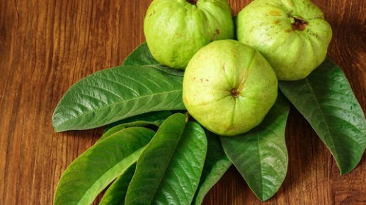 Ceylon Premium Fresh Dried Guava Leaves – Hojas De Guayaba Leaf 30 g – 200 g