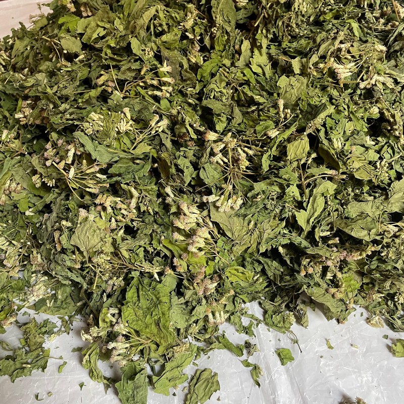 Ceylon Calea Zacatechichi Mexican Dream Herb 100% Organic Pure Herbal Tea gallery