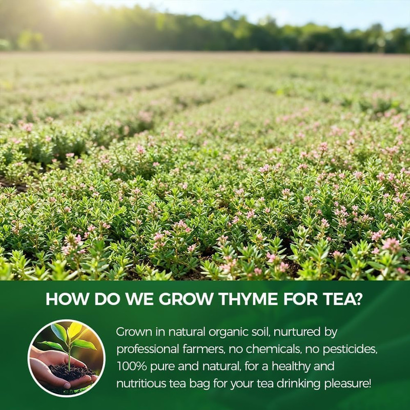 120 Count Premium Thyme Leaf Tea Bags - 100% Natural & Pure Herbal Tea, Suppo...