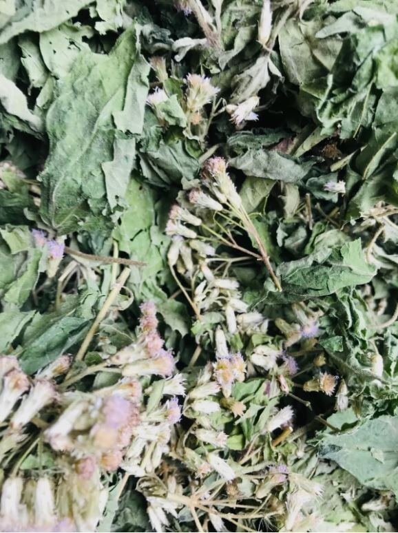 Mexican Dream Herb Calea Zacatechichi | Organic Hand-Picked Leaves for Tea gallery