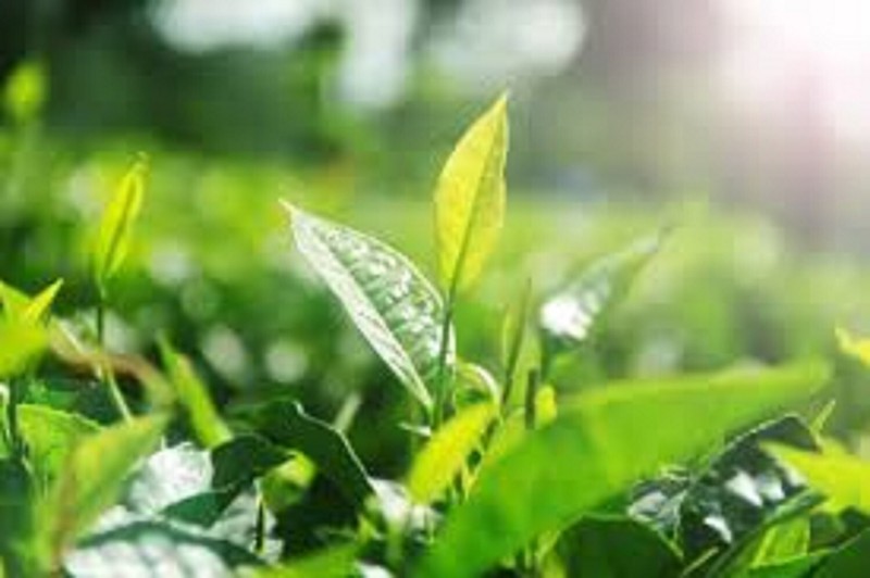 Pure Ceylon Finest Green Tea Weight Loss Natural Beverage, Free Shipping gallery