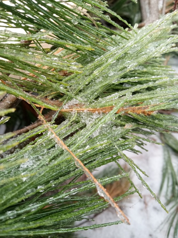 2oz Sample FRESH EASTERN WHITE PINE NEEDLES MAINE FOREST GROWN FOR TEA ORGANIC gallery