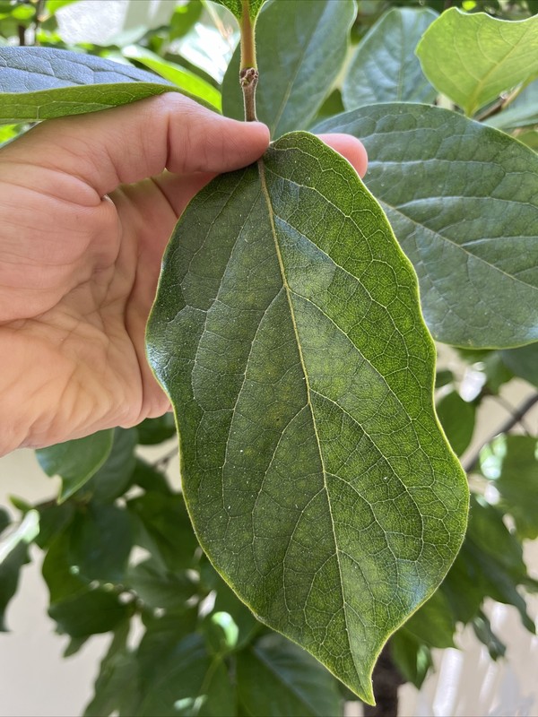 Lower Blood sugar naturally 20 fresh Organic Persimmon leaves for tea. Large