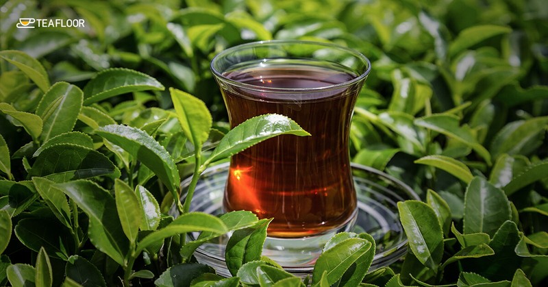 Pure Ceylon Black Tea , Best Quality Product In Sri Lanka gallery