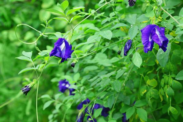 Blue Butterfly Pea Flower Tea loose leaf 100% Natural Organic Thai Herb 50g gallery