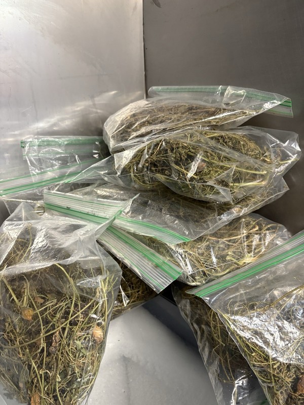 Asosi Or Dried Cerasee Leaves Momordica Charantia, Bitter Melon