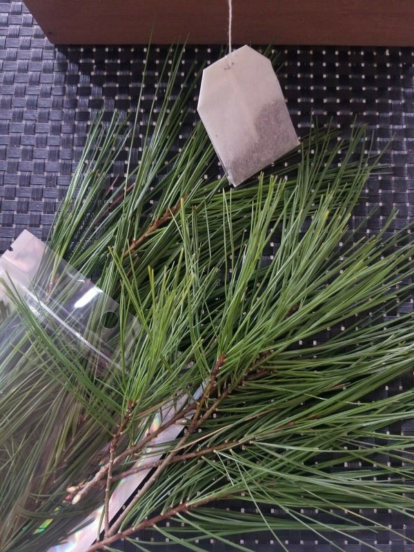 Eastern Pine Tree Tea 🍵 Immunity Boosting /Actively Fights against Infections/ gallery