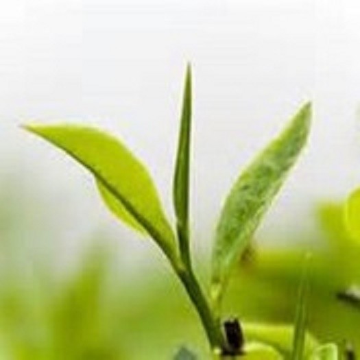 Chocolate Coconut Handmade 3oz Leaf Tea gallery