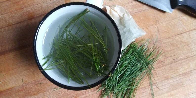 Fresh White Pine Needles for Tea – Pinus strobus