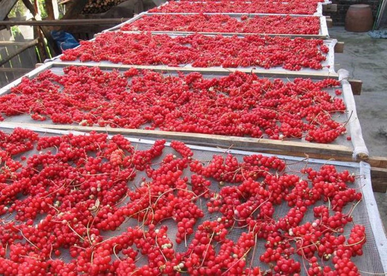 Schisandra Berry 北五味子(북오미자) - Dried Loose Berry - New Crop - Wild Crafted gallery