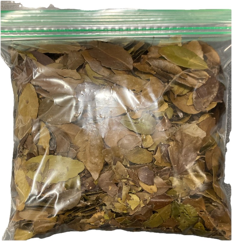 100% Organic Yaupon Tea from Texas-50g (~2 oz.), Medium Roast (whole leaf)+bags gallery