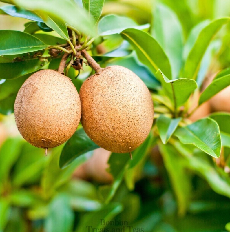 SAPODILLA LEAF DRIED ORGANIC ALL NATURAL HERBAL TEA LOOSE LEAVES 50