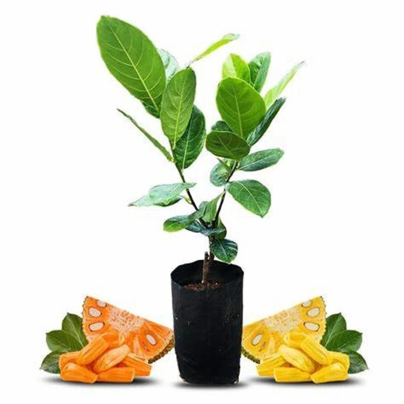 jack fruit plant Express Service