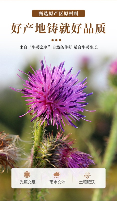 Premium Burdock Root Tea Bags Large Sliced Roasted Burdock Tea for Herbal Drink gallery
