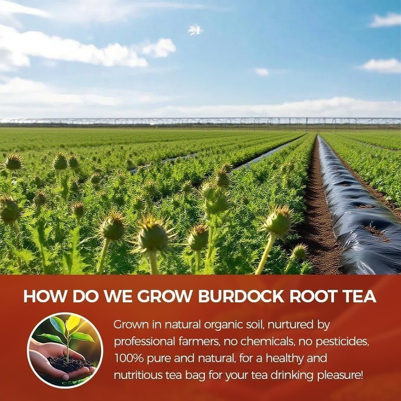 75 Count Burdock Root Tea Bags Natural Detox, Liver Support, Digestion Aid gallery