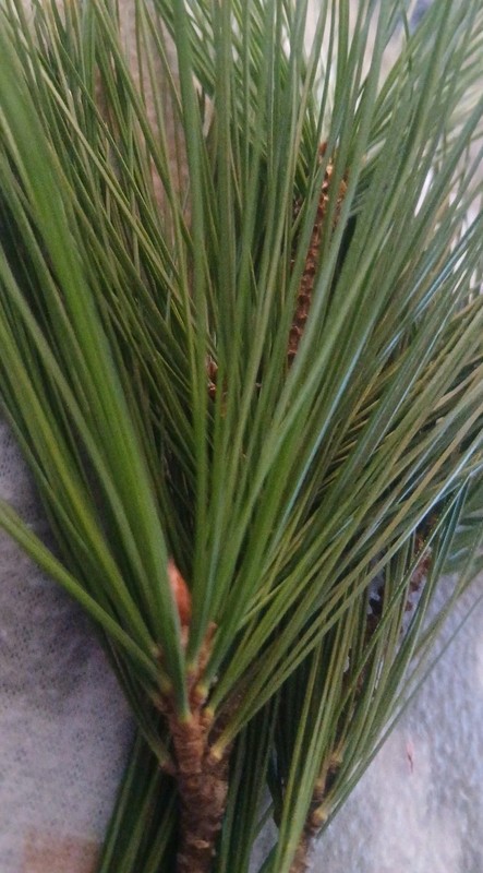 Tea Infusions – Organic White Pine Needles 6oz