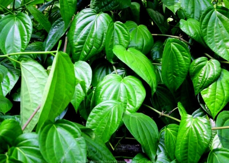 100% Organic Natural Quality Ceylon Fresh Pure DRIED BETEL (PAAN) Leaves 50