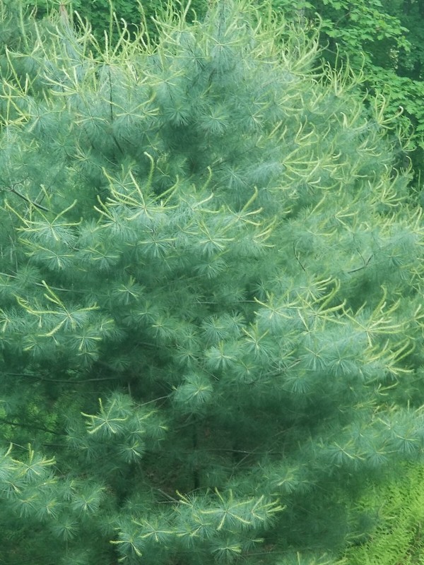 Eastern Pine Tree Tea 🍵 Immunity Boosting /Actively Fights against Infections/ gallery