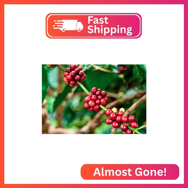 Single Origin Costa Rican Cascara Tea - Superfruit Dried Coffee Fruit - SuperFoo gallery