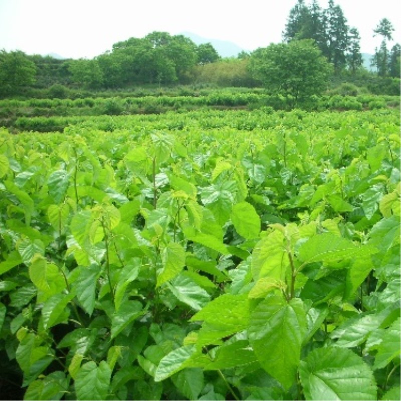 Dried Mulberry Leaf Tea Natural Mulberry Leaves Tea Chinese Health Care Herbal gallery
