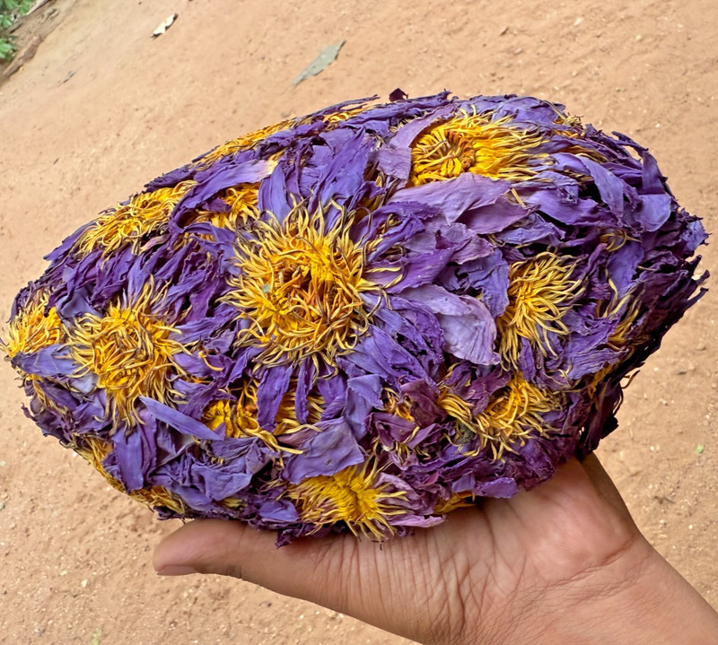 Dried Blue Lotus Flower Nymphaea Caerulea Natural Hand Picked Herbal Flowers gallery