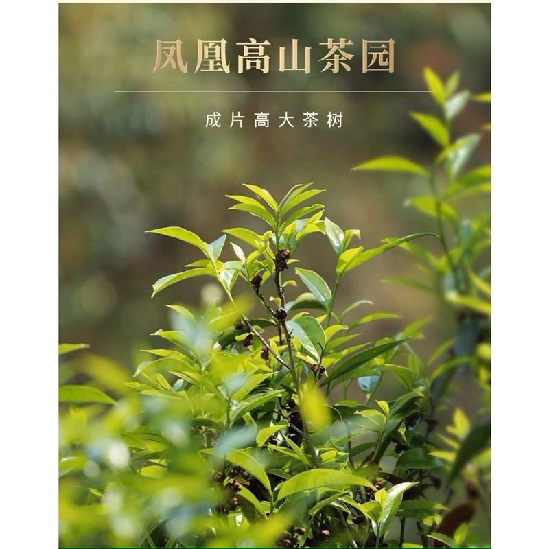 Phoenix Dancong 鳳凰單叢,鳳凰高山赤葉茶,傳統炭焙,重火,500g gallery