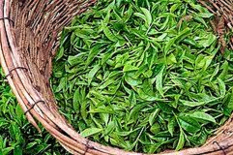 Pure Ceylon Finest Green Tea Gun Powder Natural Beverage, Free Shipping gallery