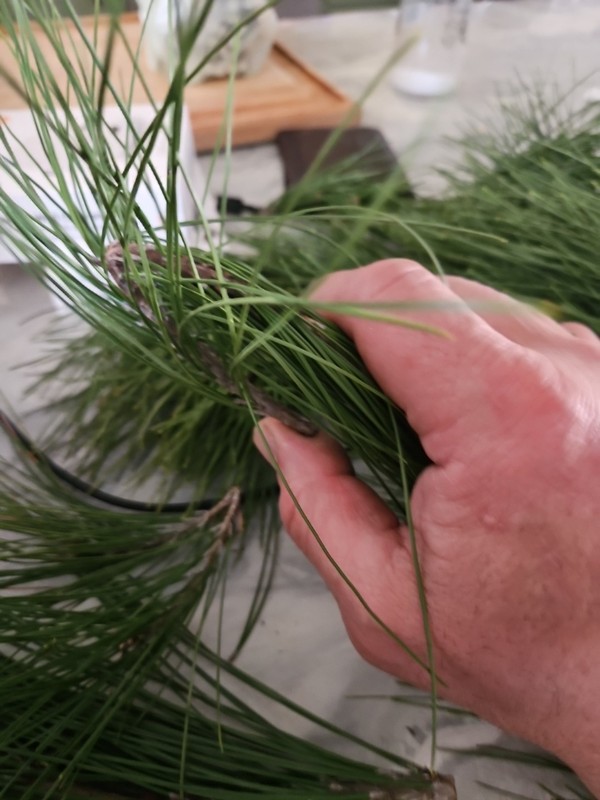 Western White Pine Fresh Tips Picked For Uktimate Freshness 1.5 Lbs gallery