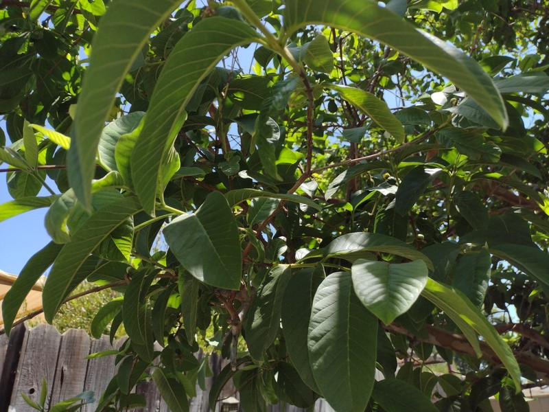 Pk of 40 fresh picked Guava Leaves for teas & infusion! FLAT SHIPPING READ gallery