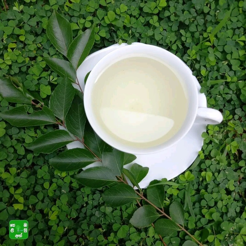 100% Fresh Dried Curry Leaf&Powder Natural Organic Murraya Koenigii Herbal Tea