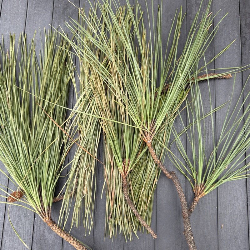 Fresh Eastern White Pine Needles Organic 1 Pound