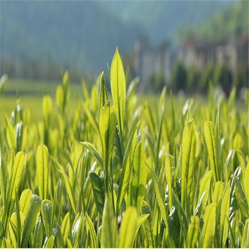 West Lake Longjing Green Tea Natural Herbal Energy Tea for Men Women 5A+ Grade gallery