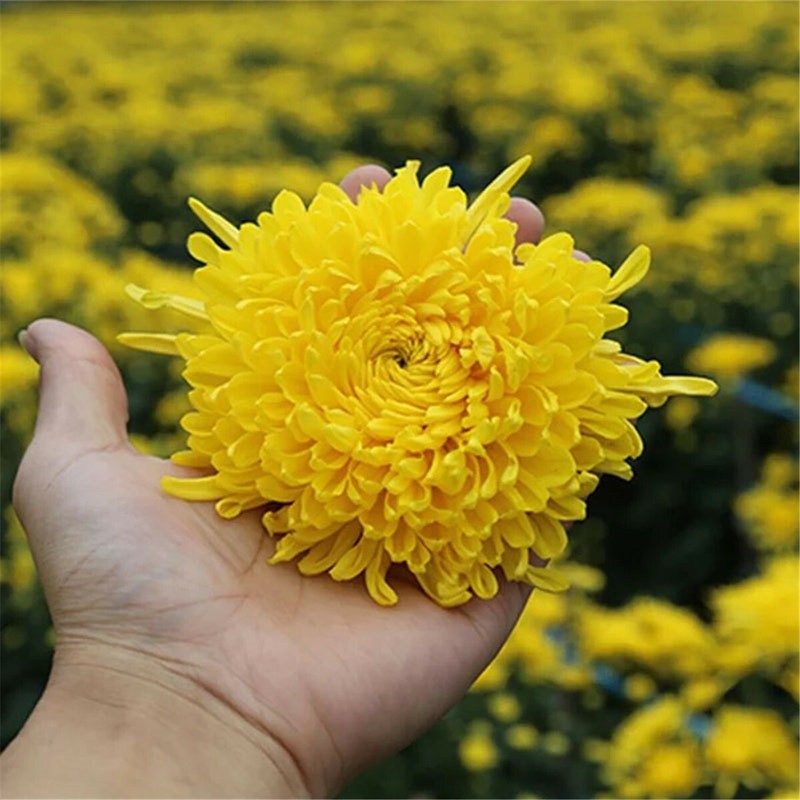 Yellow Chrysanthemum Flower Tea Dried Blooming Herbal Tea Premium Loose Leaf gallery