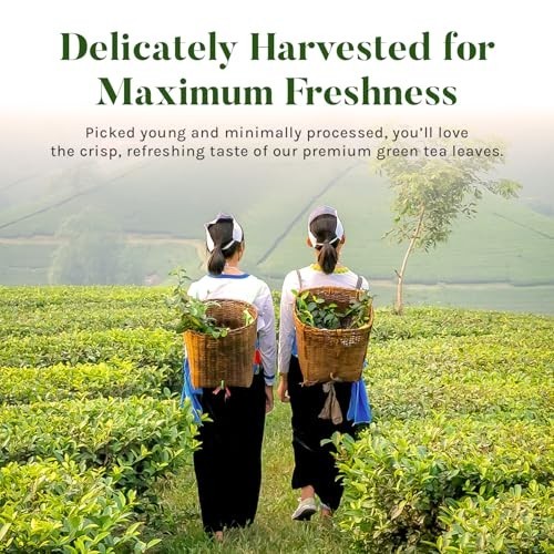 Jasmine Green Tea Individually Wrapped Bags Antioxidant-Rich 100 Count 2-Pack gallery