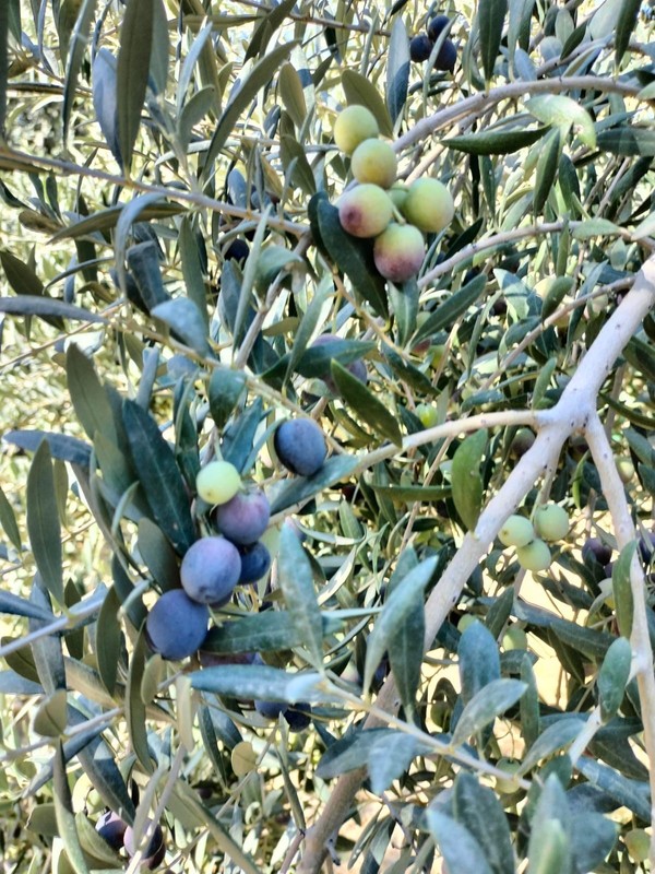 Olive Leaf Tea gallery