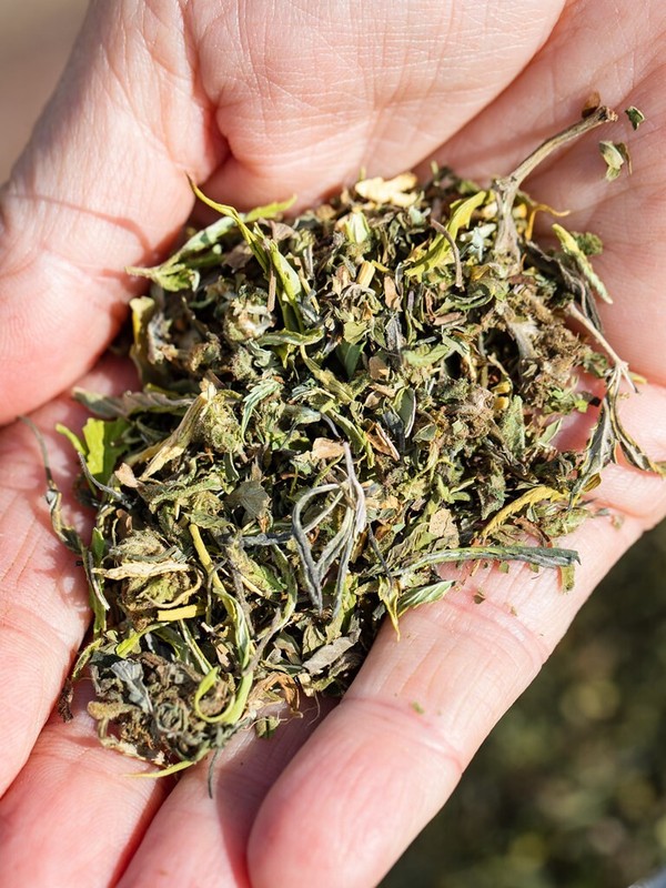 Hemp & Peppermint Tea Blend -  Direct from our Organic Farm in Silverton, Oregon gallery